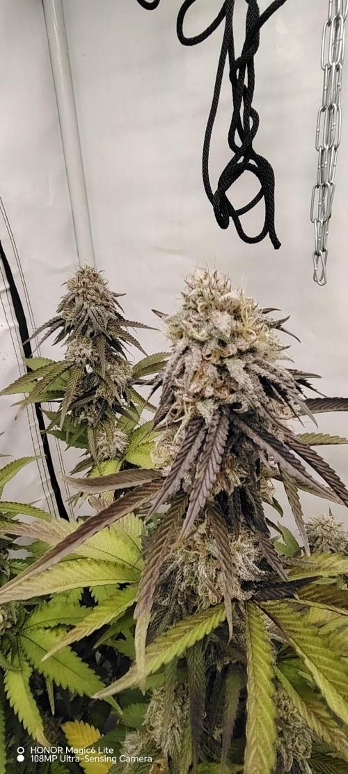 SUGAR CAKE E ORANGE FREEZE. Week 16