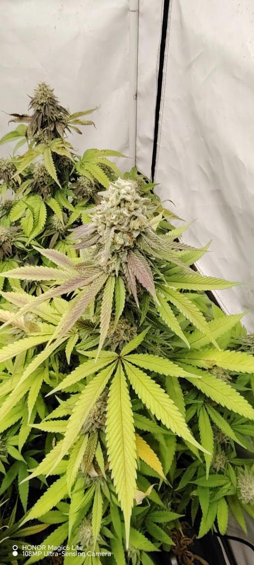 SUGAR CAKE E ORANGE FREEZE. Week 16