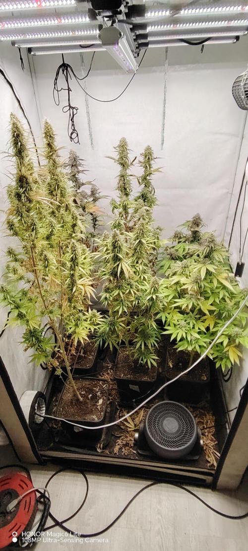 SUGAR CAKE E ORANGE FREEZE. Week 17