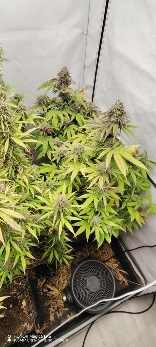 SUGAR CAKE E ORANGE FREEZE. Week 17