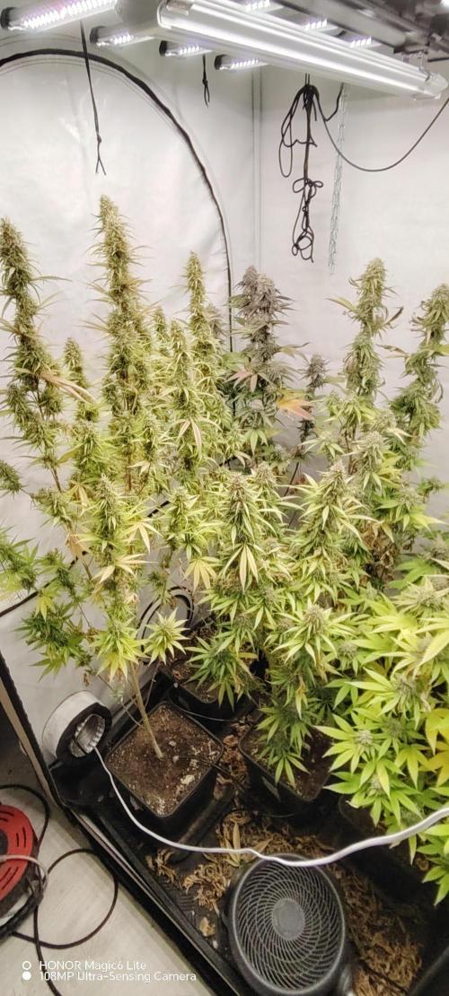 SUGAR CAKE E ORANGE FREEZE. Week 17