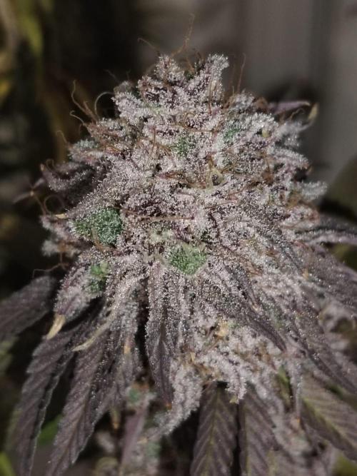 SUGAR CAKE E ORANGE FREEZE. Week 18