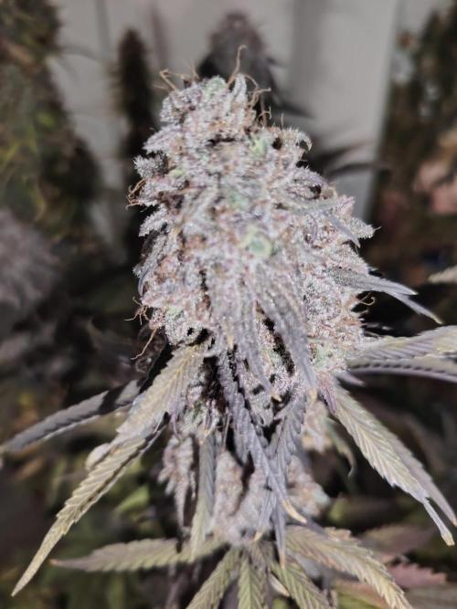 SUGAR CAKE E ORANGE FREEZE. Week 18