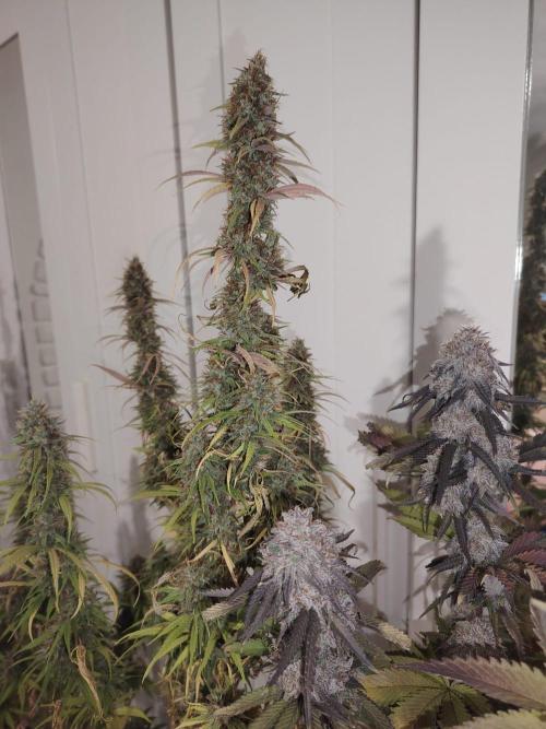 SUGAR CAKE E ORANGE FREEZE. Week 18