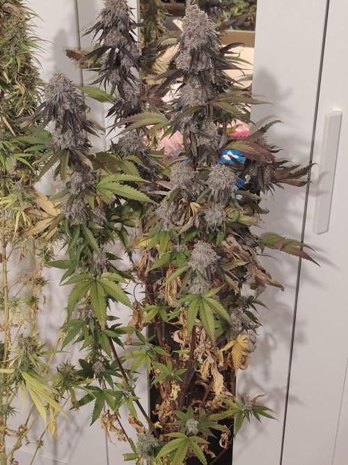 SUGAR CAKE E ORANGE FREEZE. Week 18