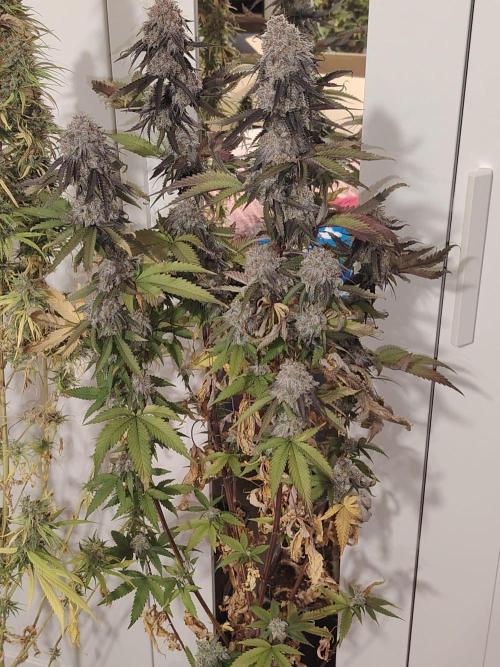 SUGAR CAKE E ORANGE FREEZE. Week 18