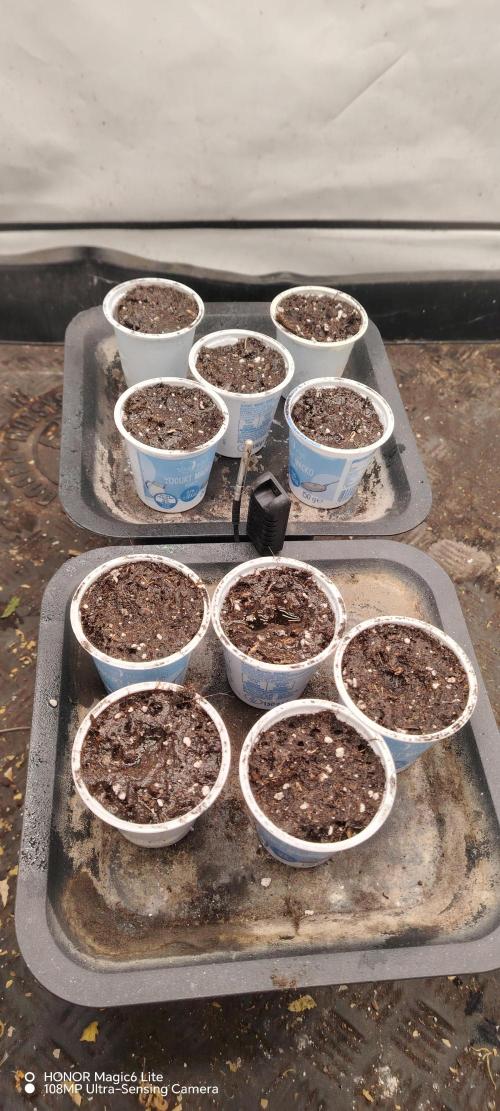 FUTURE F#1. Week 0