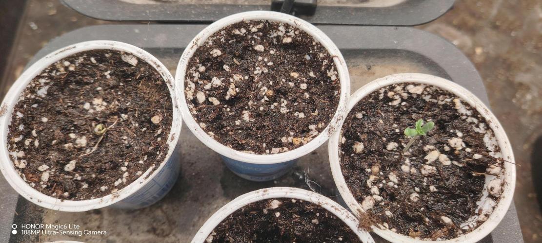 FUTURE F#1. Week 0