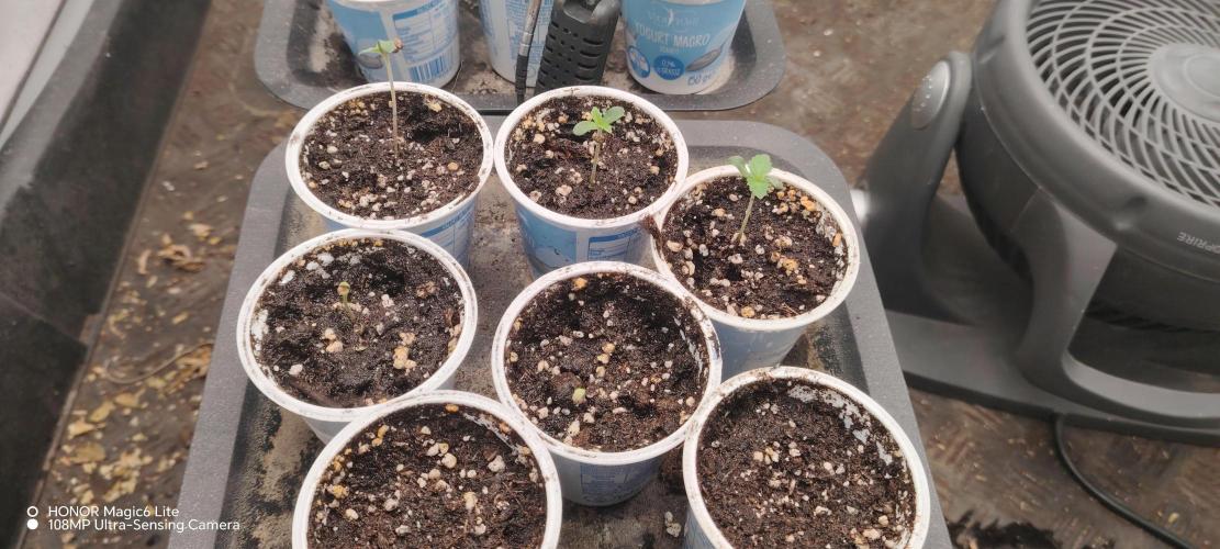 FUTURE F#1. Week 0