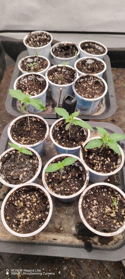 FUTURE F#1. Week 0