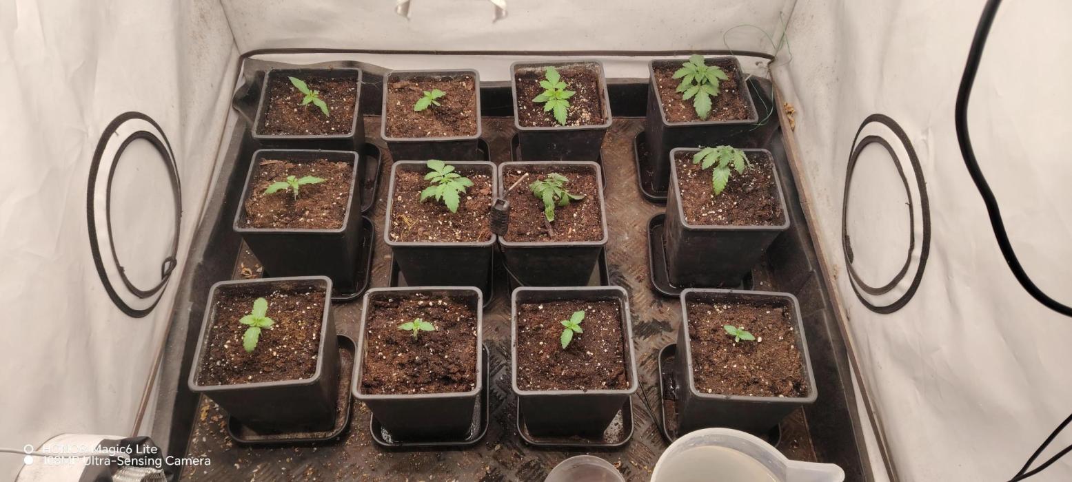 FUTURE F#1. Week 2