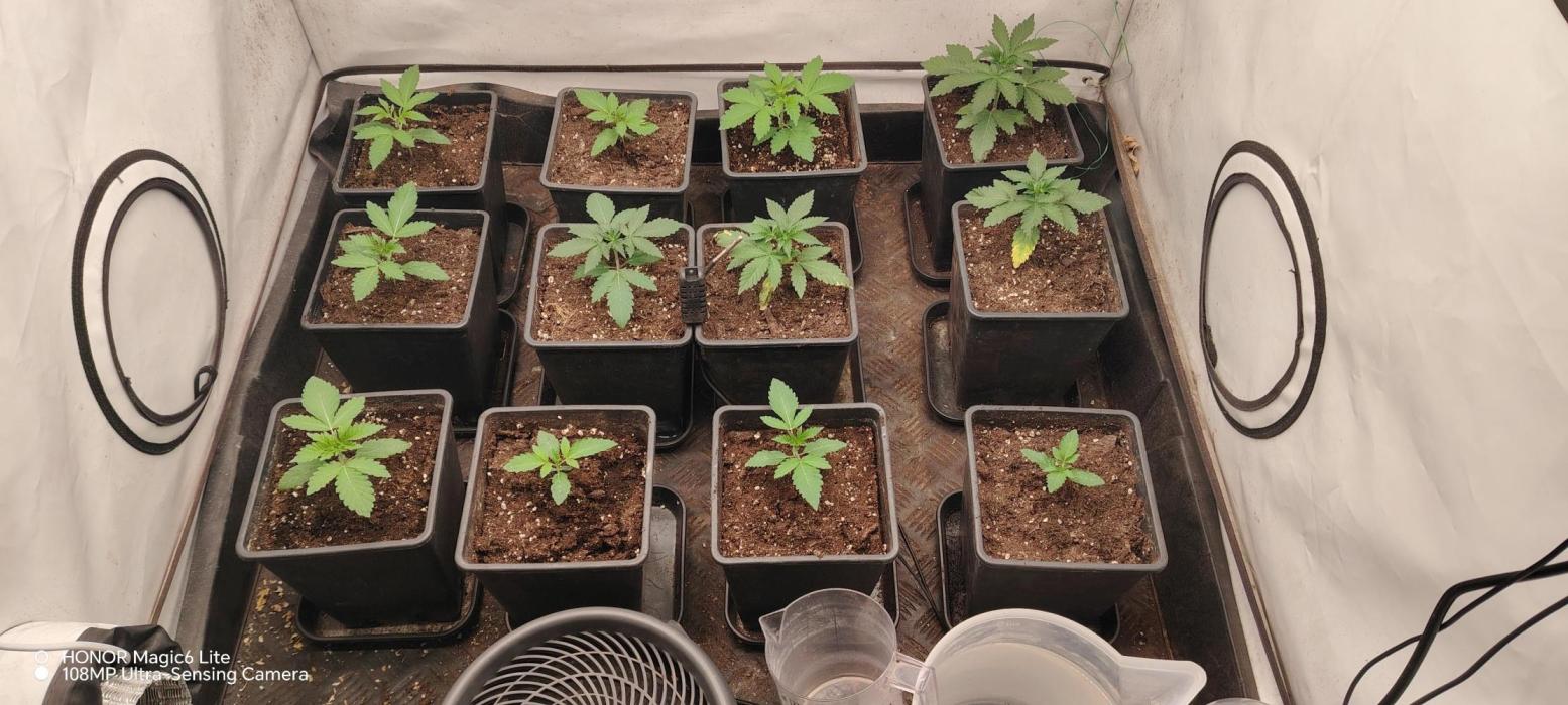 FUTURE F#1. Week 3