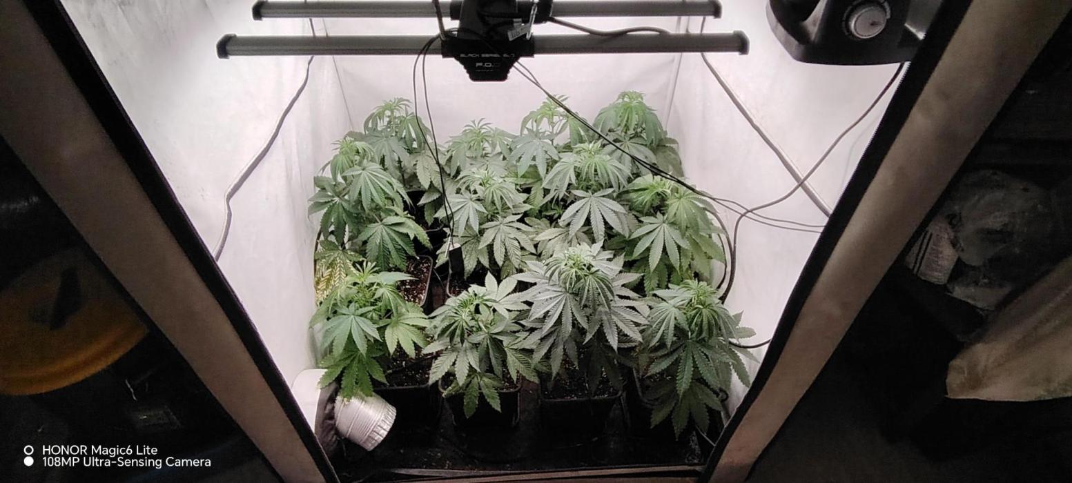 FUTURE F#1. Week 6