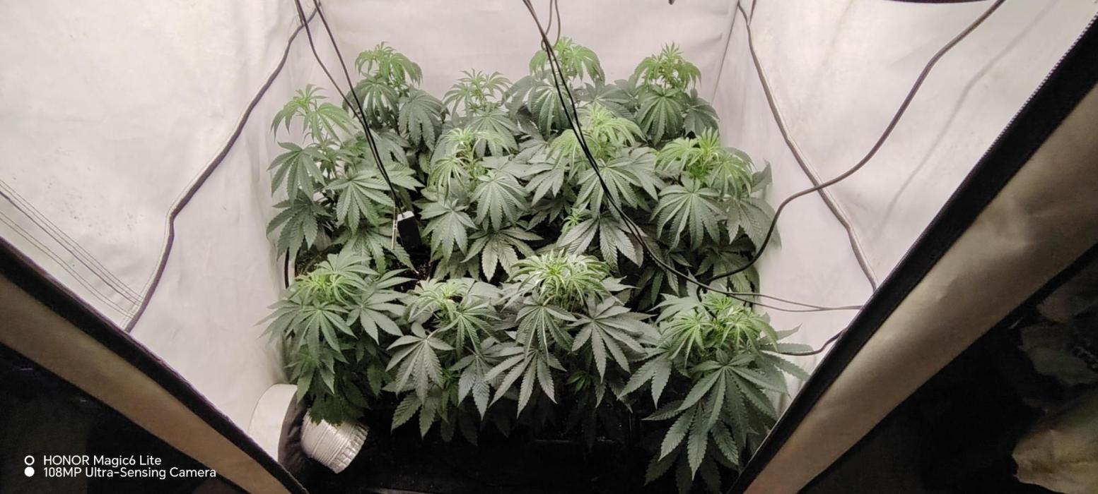 FUTURE F#1. Week 7