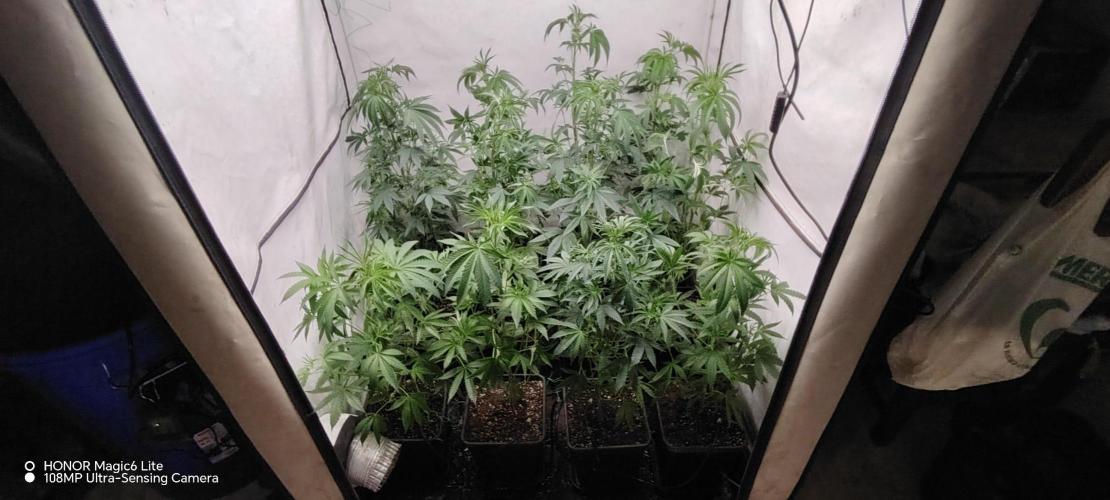 FUTURE F#1. Week 8