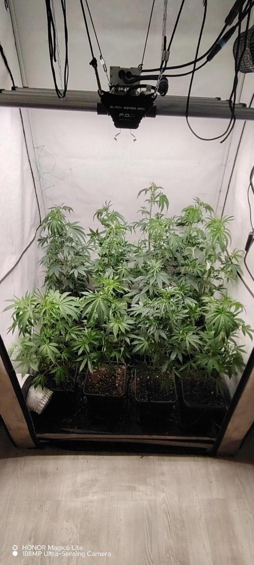 FUTURE F#1. Week 8