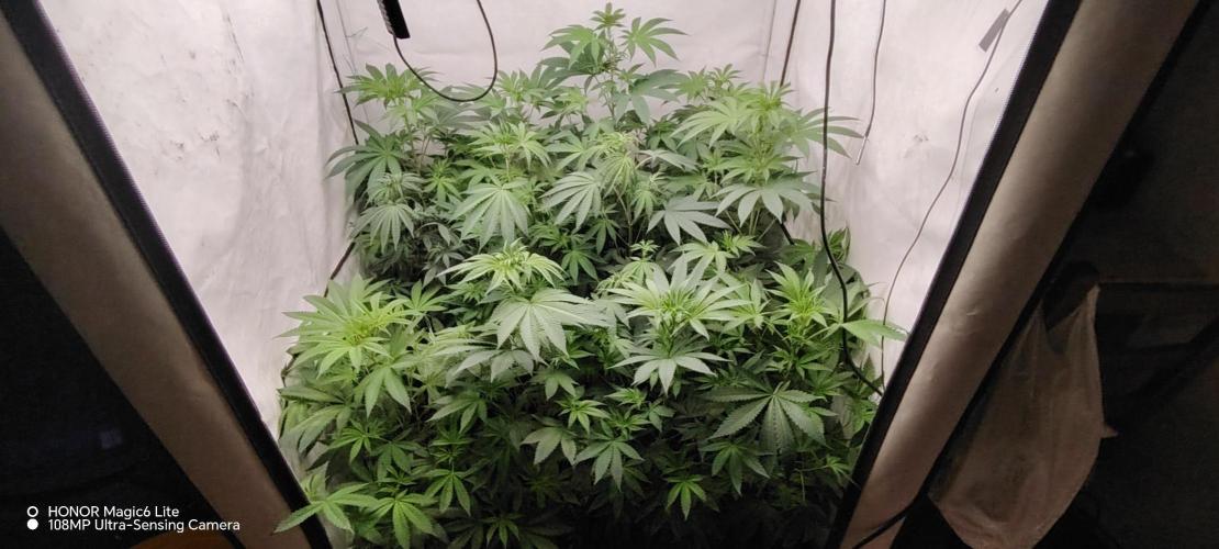 FUTURE F#1. Week 9