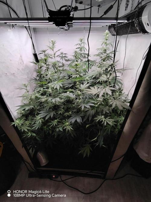 FUTURE F#1. Week 11