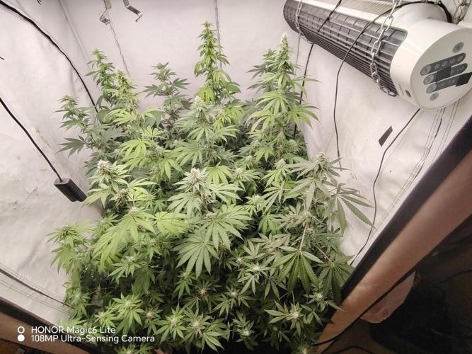 FUTURE F#1. Week 13
