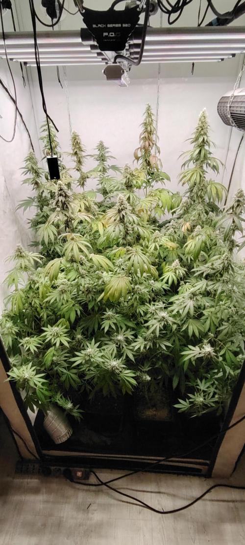 FUTURE F#1. Week 15