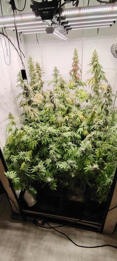 FUTURE F#1. Week 16