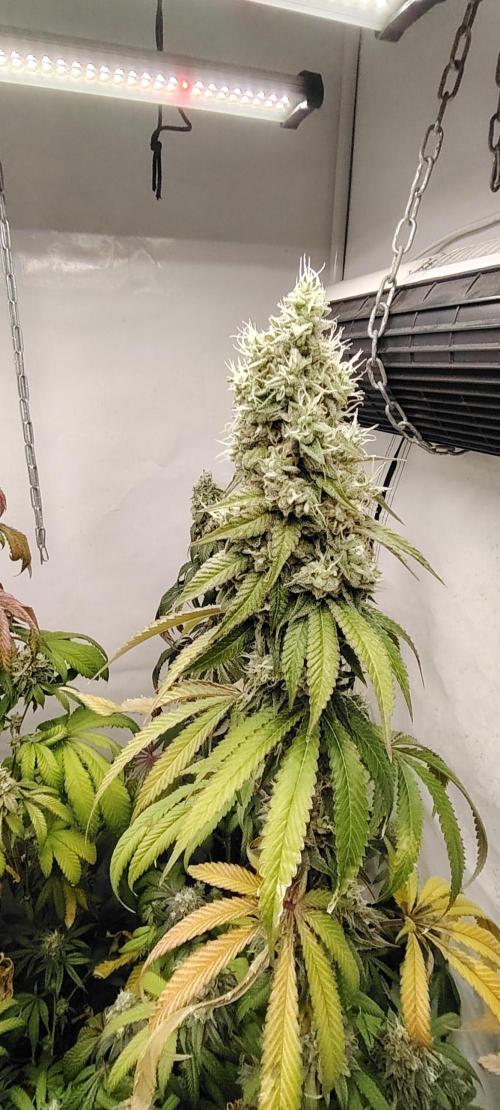 FUTURE F#1. Week 16