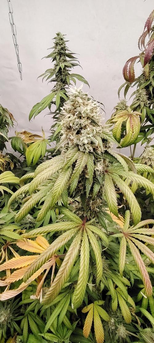 FUTURE F#1. Week 16