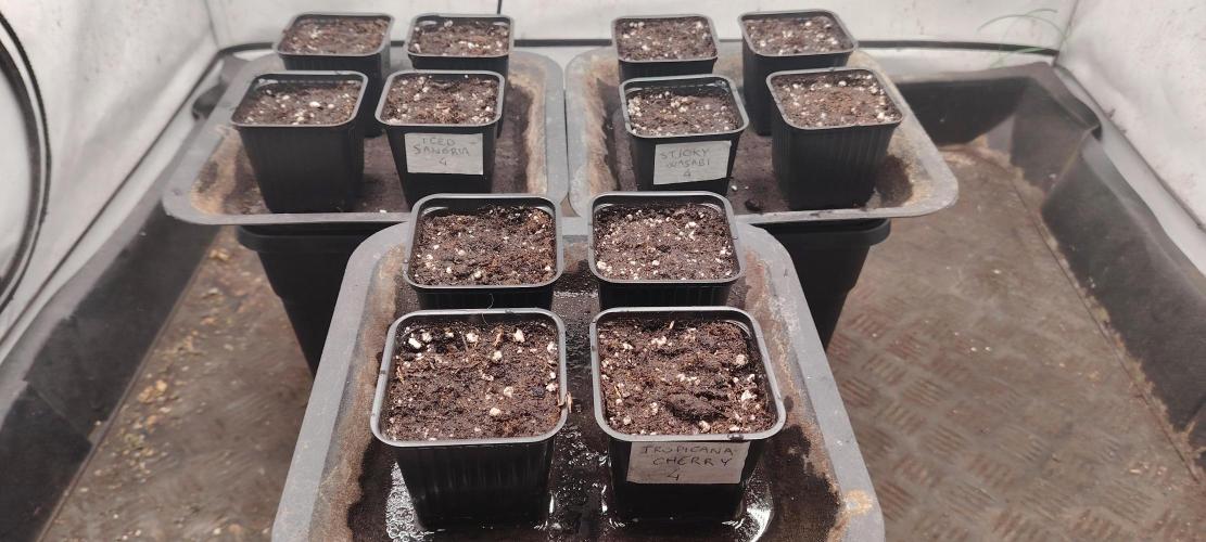 TRIPLOID. Week 0