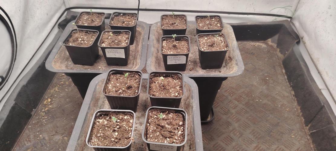 TRIPLOID. Week 0