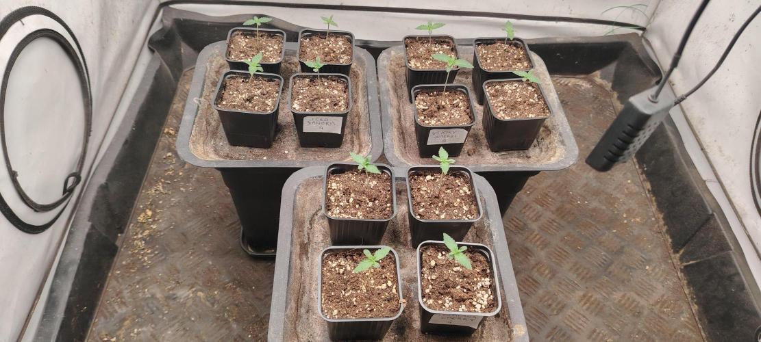 TRIPLOID. Week 0