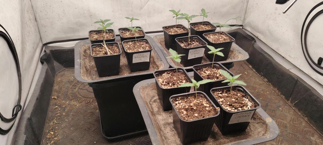 TRIPLOID. Week 1