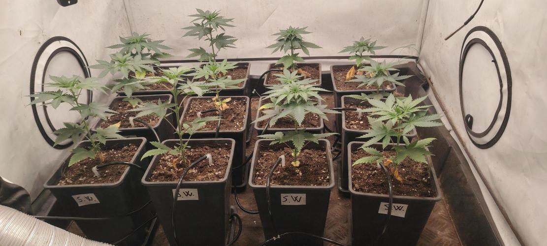 TRIPLOID. Week 4