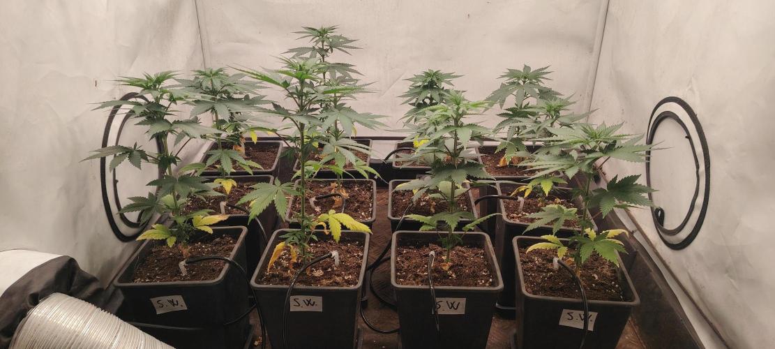 TRIPLOID. Week 5