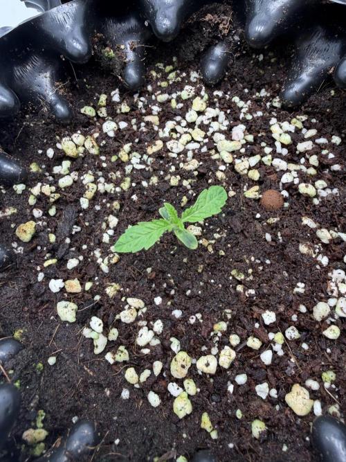 Mix fun grow. Week 0