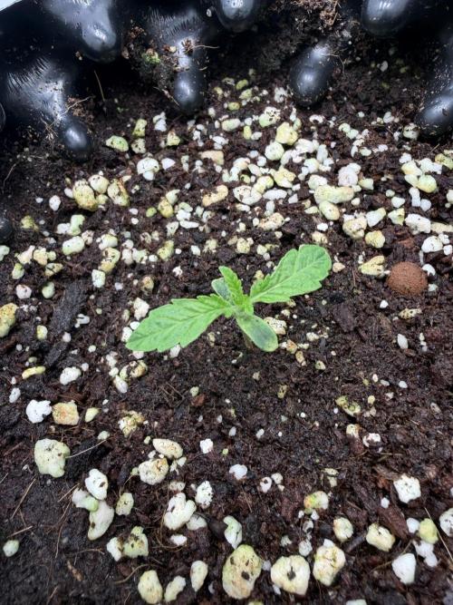 Mix fun grow. Week 0