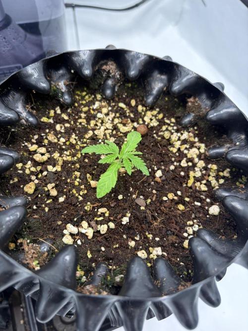 Mix fun grow. Week 0