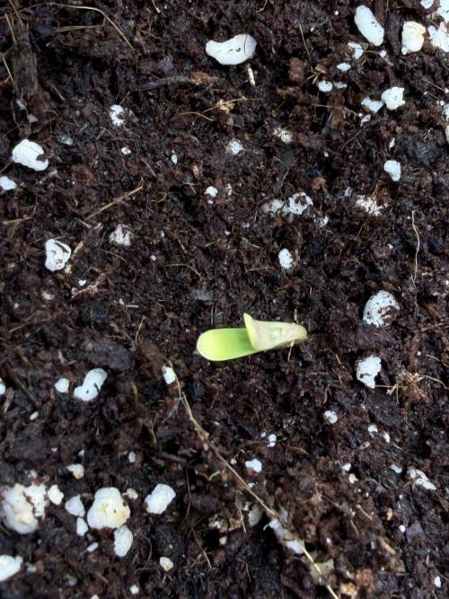 Mix fun grow. Week 0
