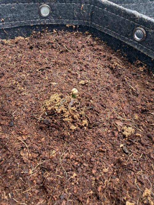 Mix fun grow. Week 0