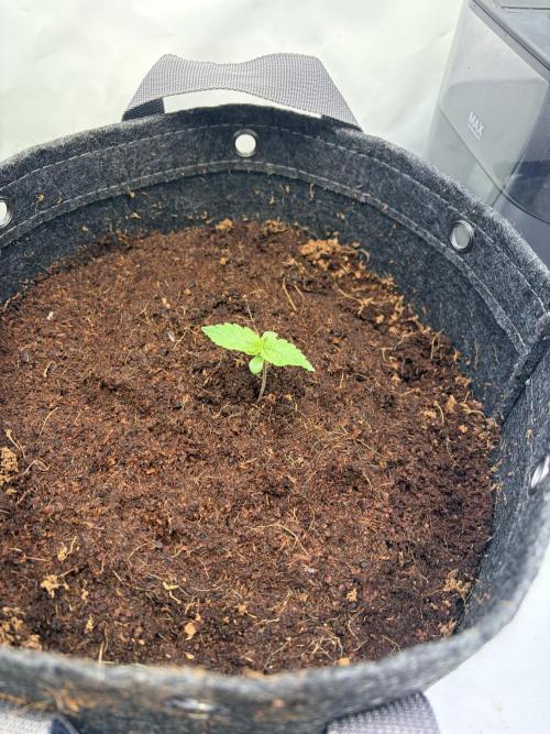 Mix fun grow. Week 0