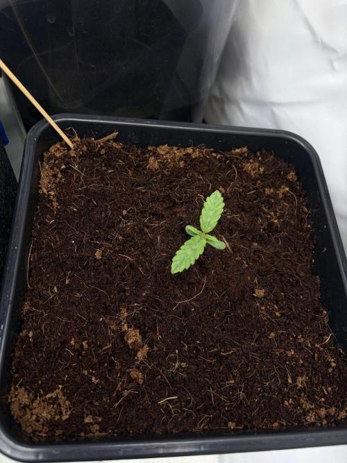 Mix fun grow. Week 0