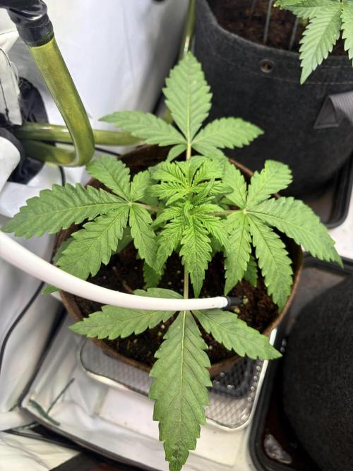 Mix fun grow. Week 5