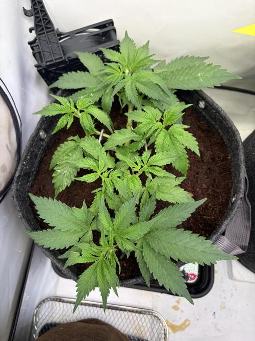 Mix fun grow. Week 5
