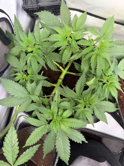 Mix fun grow. Week 5