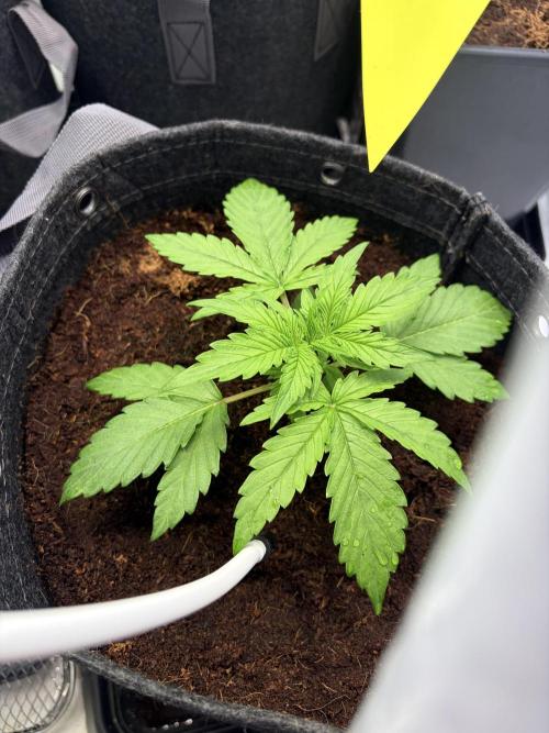 Mix fun grow. Week 5