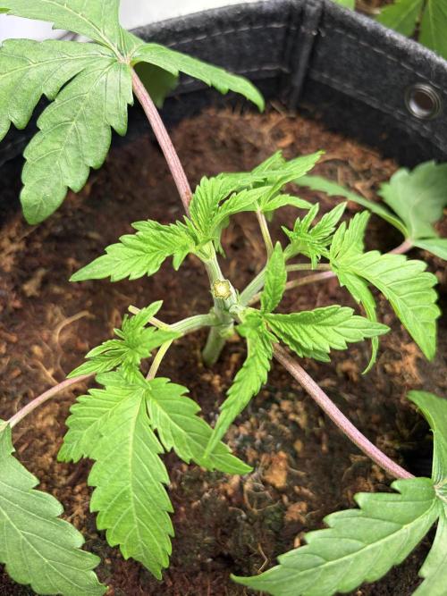 Mix fun grow. Week 5