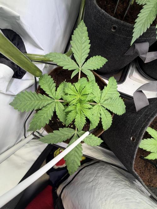 Mix fun grow. Week 5
