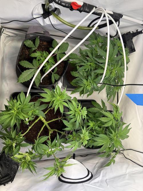 Mix fun grow. Week 5