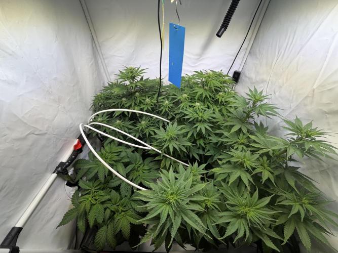 Mix fun grow. Week 8