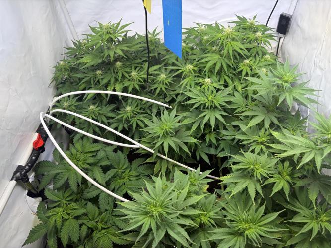 Mix fun grow. Week 8