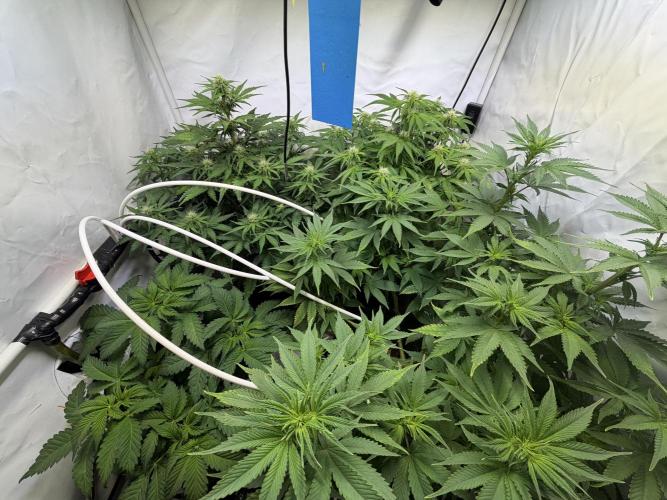 Mix fun grow. Week 8